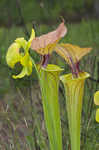 Yellow pitcherplant